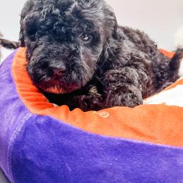 Kit Kat - Black male Bernedoodle puppy in Belton, South Carolina from Poodley Doodley Doo