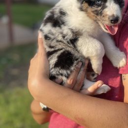 Miniature Australian Shepherd Puppies from Little Sooner Aussies