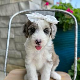 Funnel Cake - Blue merle and white female Sheepadoodle puppy in Adams, Nebraska from Boxcar Doodles and Poodles