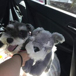 Miniature Schnauzers from Ruby Schnauzers