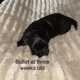 Bullet - Black male Havanese puppy in Hudson, New York from Havanese of Claverack and Hudson Valley Labradors