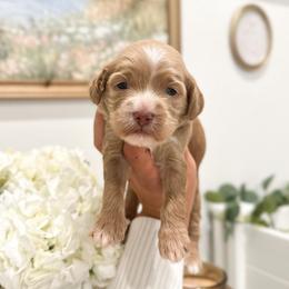 Minnie - Caramel ice female Australian Labradoodle puppy in Palmdale, California from Pixie Doodle Paws