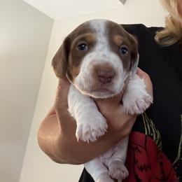 Puppy 1 - Piebald male Dachshund puppy in Elkton, Virginia from C&J Doxies