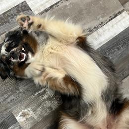 Miniature Australian Shepherds and Pembroke Welsh Corgis from Fluffy Butt Acres