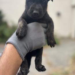 Mr trouble - Black brindle male Dutch Shepherd puppy in Lake Forest, California from Lisa's Dutchies