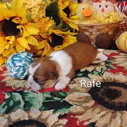 Boy 3 - male Shih Tzu puppy in Ruffs Dale, Pennsylvania from RAM Shih Tzus Rolling Hills of PA