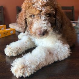 Winnie - Brown and white female Bernedoodle puppy in Mint Hill, North Carolina from Ball-Y-Hoo Bernedoodles
