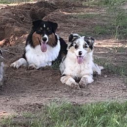 Australian Shepherd All Grown Up from Kade’s Stock Dogs