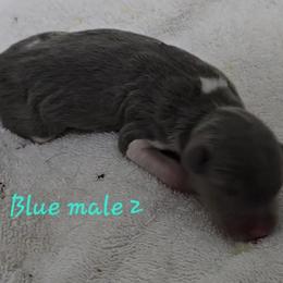 Blue boy 2 - Blue white and tan male Rat Terrier puppy in Divide, Colorado from Outlaw Farm and Kennel
