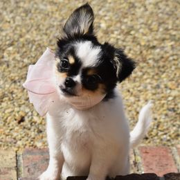 LadyBug - Black and tan female Chihuahua puppy in Gloucester, Virginia from Charlotte's Web of Chihuahuas