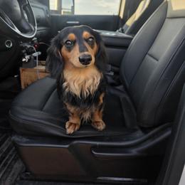 Dachshunds from Trisha Snyder