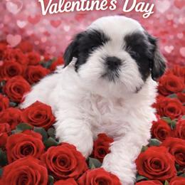 Steele - Blue and white male Shih Tzu puppy in Hialeah, Florida from South East Coast Angels Shih Tzus