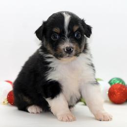 Boy 3 - Black tri male Miniature American Shepherd puppy in Childress, Texas from Taylor Farms