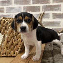 Chip - Black white and tan male Beagle puppy in West Plains, Missouri from Suncreek Puppies