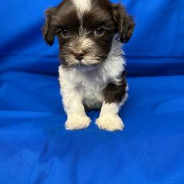 TEDDY - Chocolate male Havanese puppy in Pisgah, Alabama from Mashburns Little Munchkins
