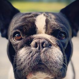 French Bulldogs from Paw and Oates
