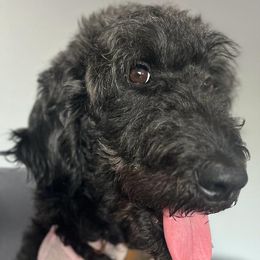 Khloe - Goldendoodle