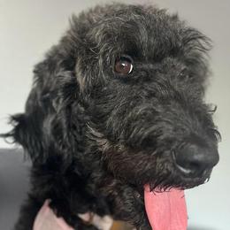 Khloe - Goldendoodle