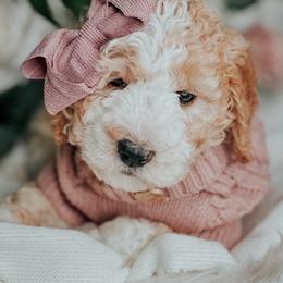 Fabuloso - Red female Bernedoodle puppy in Otisville, Michigan from Danie’s Darling Doodles LLC
