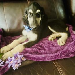 Black and tan male 1 - Black and tan male Afghan Hound puppy in Carlisle, Pennsylvania from Winterberry Afghan Hounds