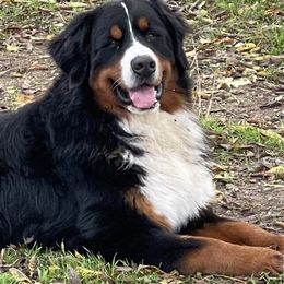 Bernese Mountain Dogs and Miniature Australian Shepherds from 7 Hearts