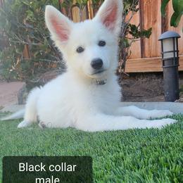 Berger Blanc Suisse Puppies from Absolute Dream White Swiss Shepherds