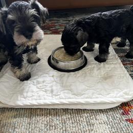 Miniature Schnauzer Puppies from Cedar Ridge Ranch Mini Schnauzers