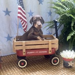 Red boy - Red and rust Doberman Pinscher puppy in Mansfield, Georgia from Marbendale’s Doberman
