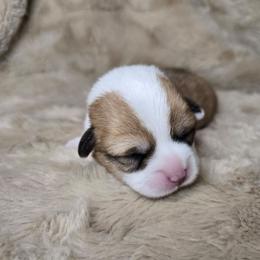 Sandu - Red female Pembroke Welsh Corgi puppy in Lake Elsinore, California from Rose Petal Corgis