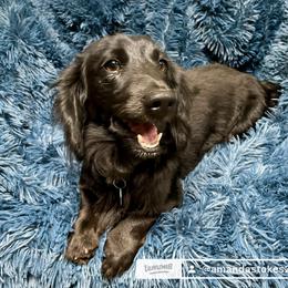 Zeppelin - Dachshund