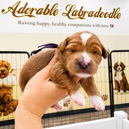 Purple - Red female Australian Labradoodle puppy in Antelope, California from Adorable Labradoodle