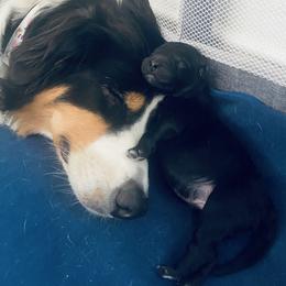 Aussiedoodle Puppies from Beachside Aussiedoodles