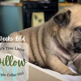 Willow - Fawn Pug puppy in Saint George, Utah from Adventure Pug Breeding