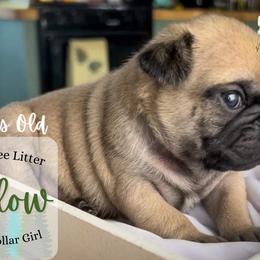Willow - Fawn Pug puppy in Saint George, Utah from Adventure Pug Breeding