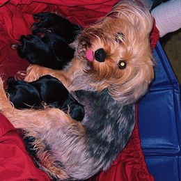 Zayda - Yorkshire Terrier