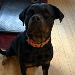 MIA - Rottweiler