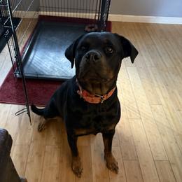 MIA - Rottweiler