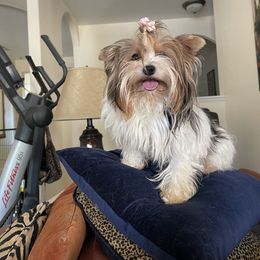 Anastasia - Biewer Terrier