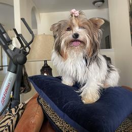Anastasia - Biewer Terrier