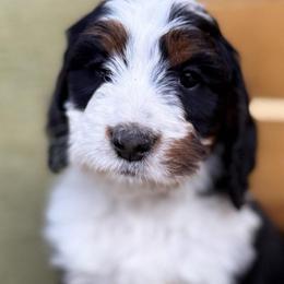 Jonathan-Black collar boy - Tri-color male Bernedoodle puppy in Colorado Springs, Colorado from Mercy Mountain Bernedoodles