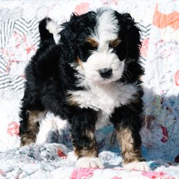 Bernedoodle and Schnoodle Puppies from Grand Lake Poodles & Doodles