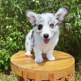 Paloma - Blue merle and white female American Corgi puppy in Inverness, Florida from Canaan Farm Corgis