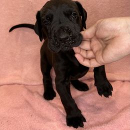 Great Dane Puppies from B3 Kennels