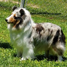 Shetland Sheepdogs from La Playa Shelties