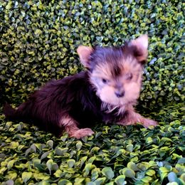 Fancy Face - Black and tan Yorkshire Terrier puppy in Marble Hill, Missouri from LeGrands Parti Pups