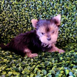 Fancy Face - Black and tan Yorkshire Terrier puppy in Marble Hill, Missouri from LeGrands Parti Pups