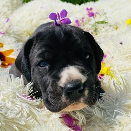 Great Danes from Making Memories Farm