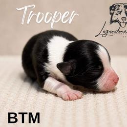 Trooper - Black tri male Miniature American Shepherd puppy in Leitchfield, Kentucky from Legendmaker MAS
