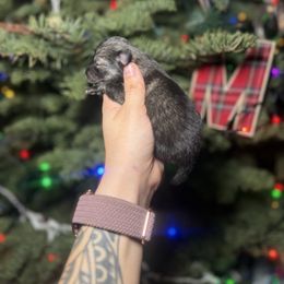 Koda - Wolf sable male Pomsky puppy in Coos Bay, Oregon from Ocean View Pomskies