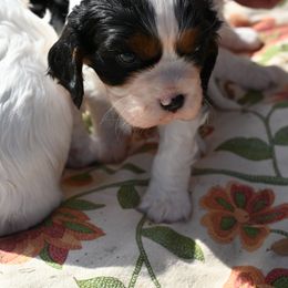 Cavalier King Charles Spaniel Puppies from Critter's Cottage Cavaliers